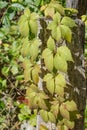 Virginia Creeper Ã¢â¬â Parthenocissus quinquefolia Royalty Free Stock Photo